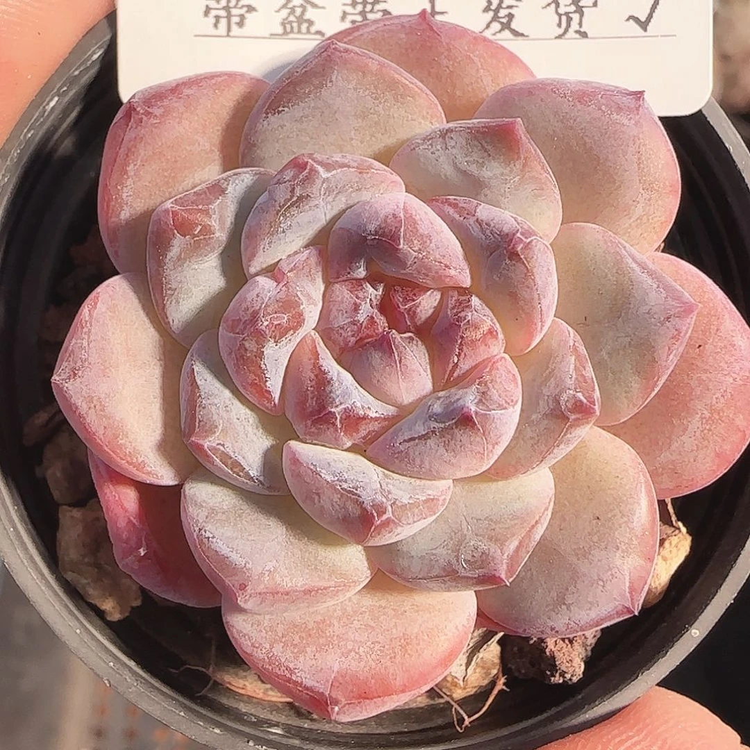 多肉1122-227福利