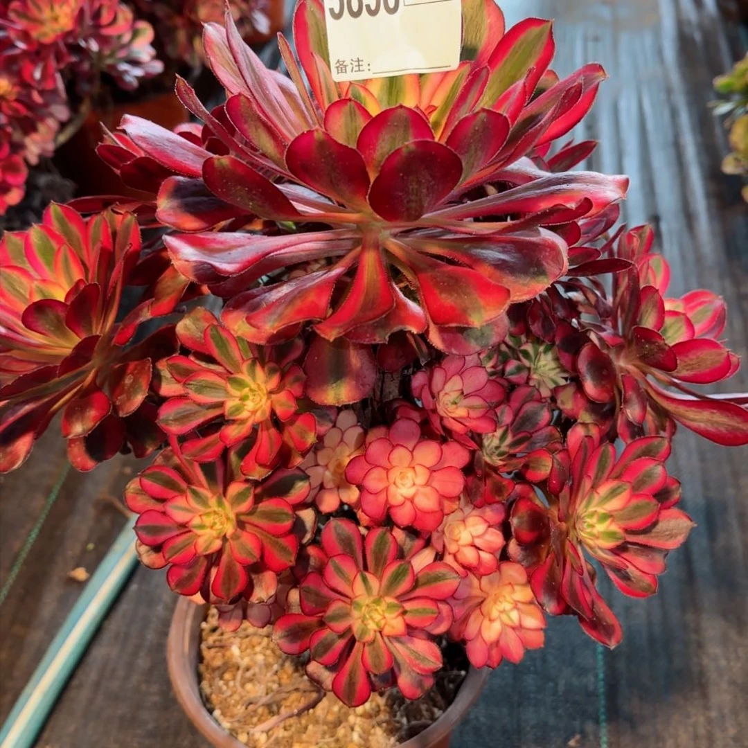 改**我5858多肉香奈儿多肉