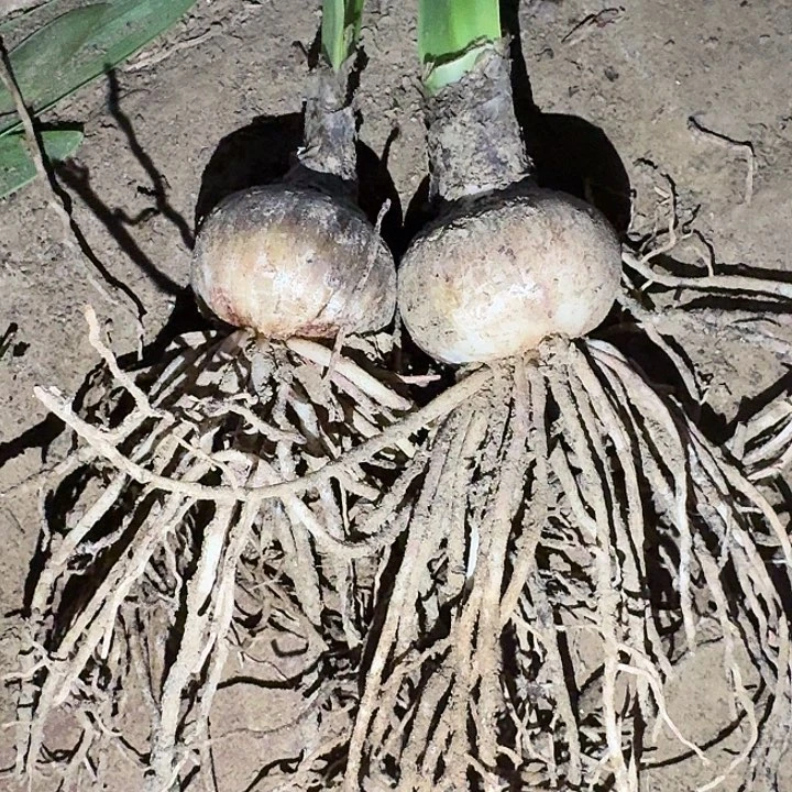 九丹4.5厘米两棵裸根