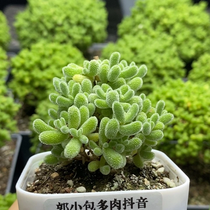 黑***凉冰晶7728枝干番杏