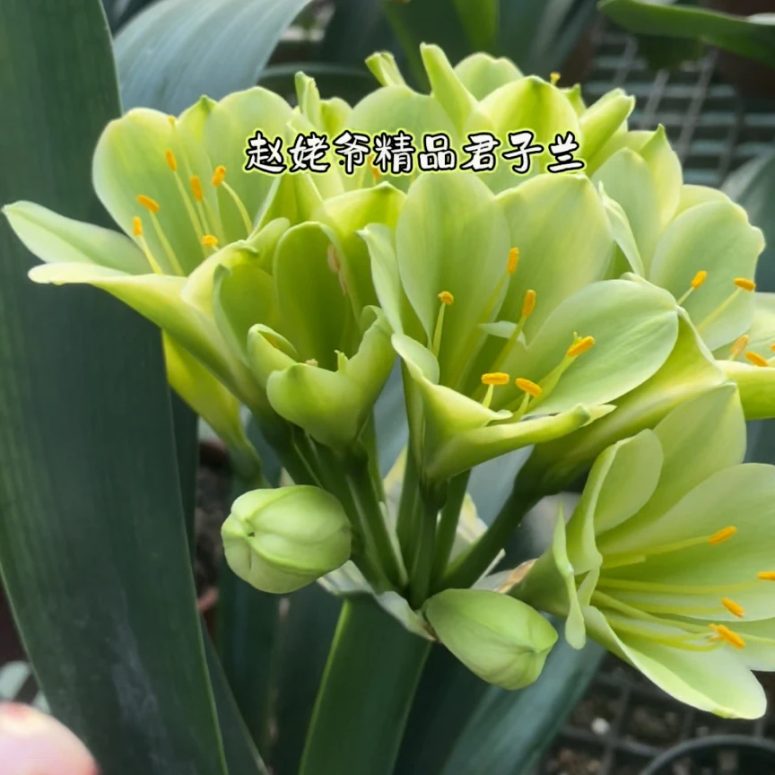 君子兰绿花苗4-5片叶绿百合 开花带香味明年新疆西藏海南满百包邮