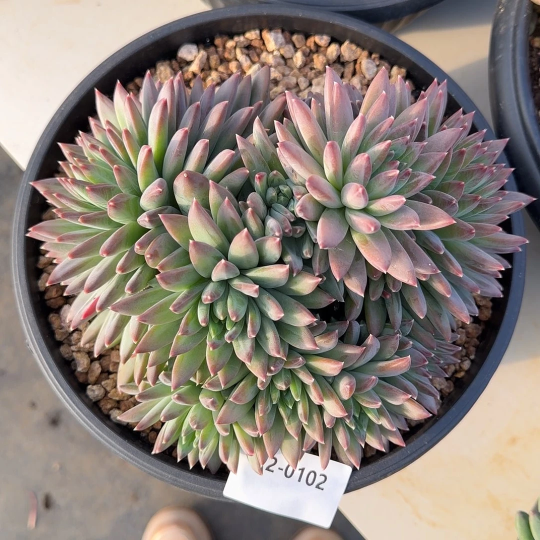 0102幻影美人多肉植物