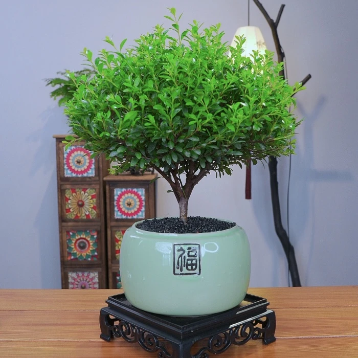 小叶赤楠老桩盆景居家办公室桌面中式盆栽净化空气懒人园艺花卉