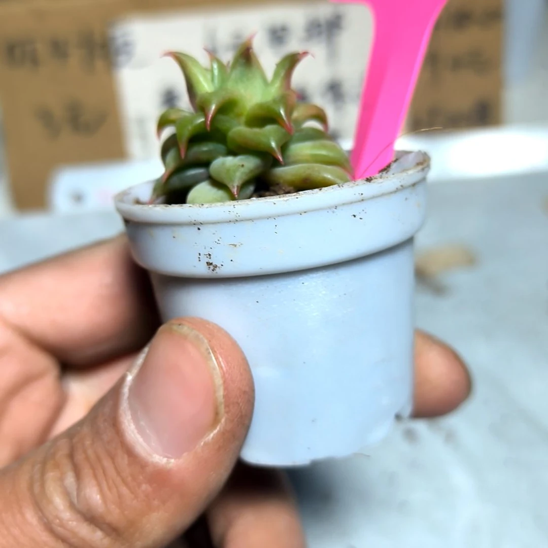 满6元包邮，#108号饺子皮杂交