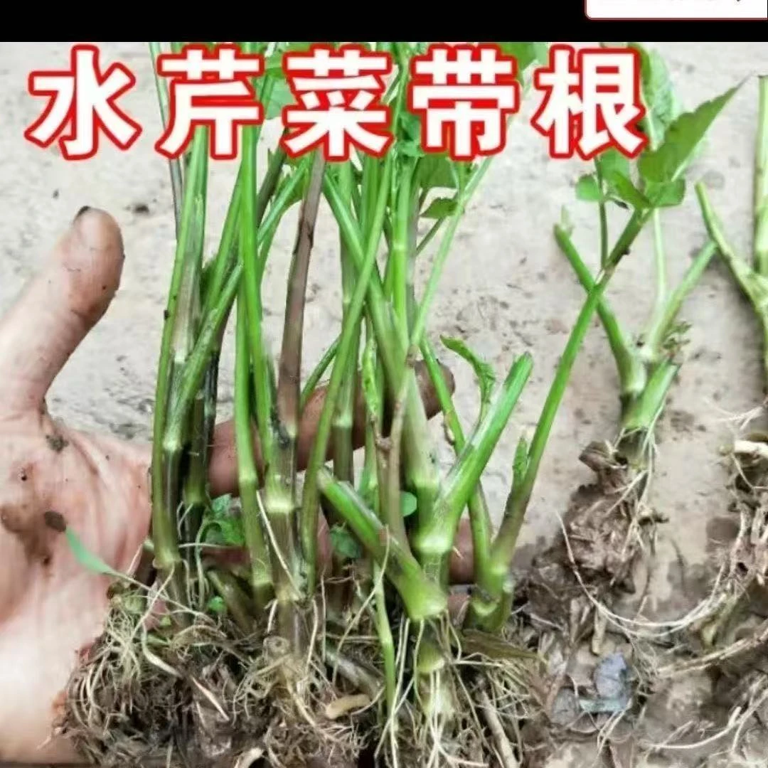 野生水芹菜水培植物易活可食可美化环境水芹秧现采新鲜水芹菜种苗