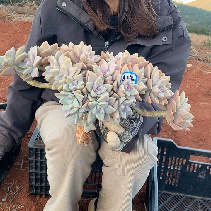 813 淡雪缀 一物一拍