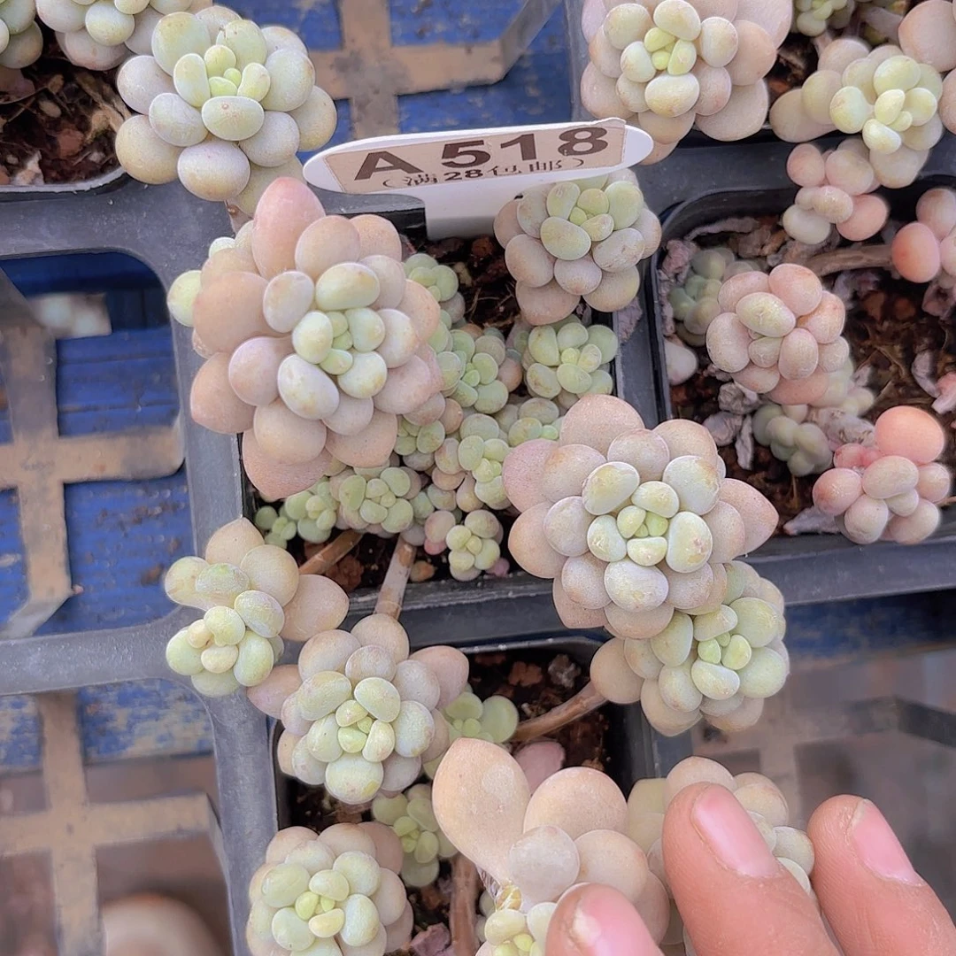 A518鱼子酱一物一拍