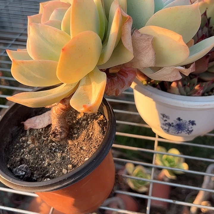 ᨳ****一物一拍多肉白凤