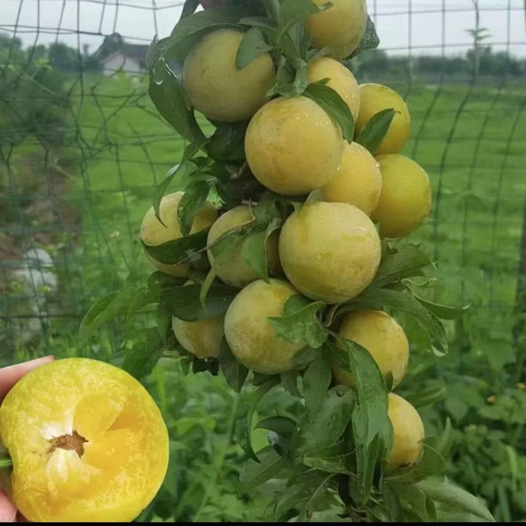 正宗特大早熟嫁接蜂糖李子树苗耐寒脱骨青脆李子苗南北方种植当年