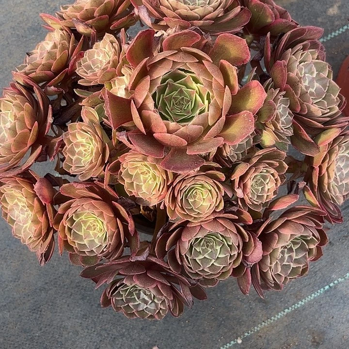 多肉植物粉花妖锦。