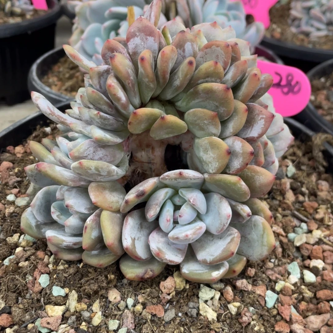 紫皮星影缀化小树开朵很快97