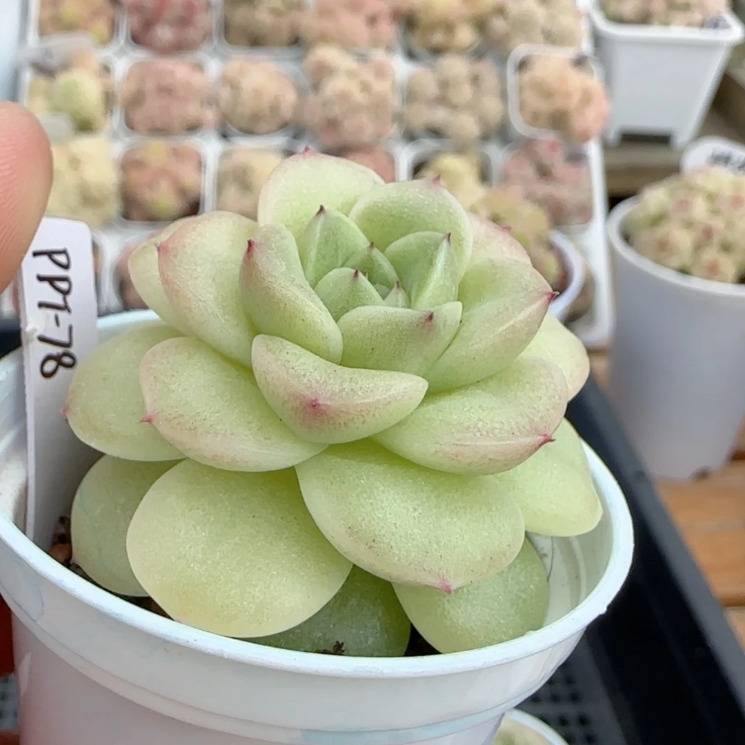 【闪购商品】0221-141（ppt-78）