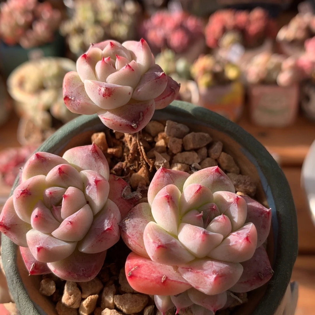 佳人一物一拍 007