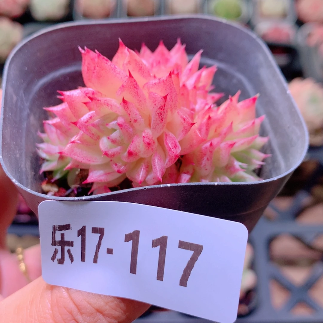 乐然17-117 麦秆群 不包整
