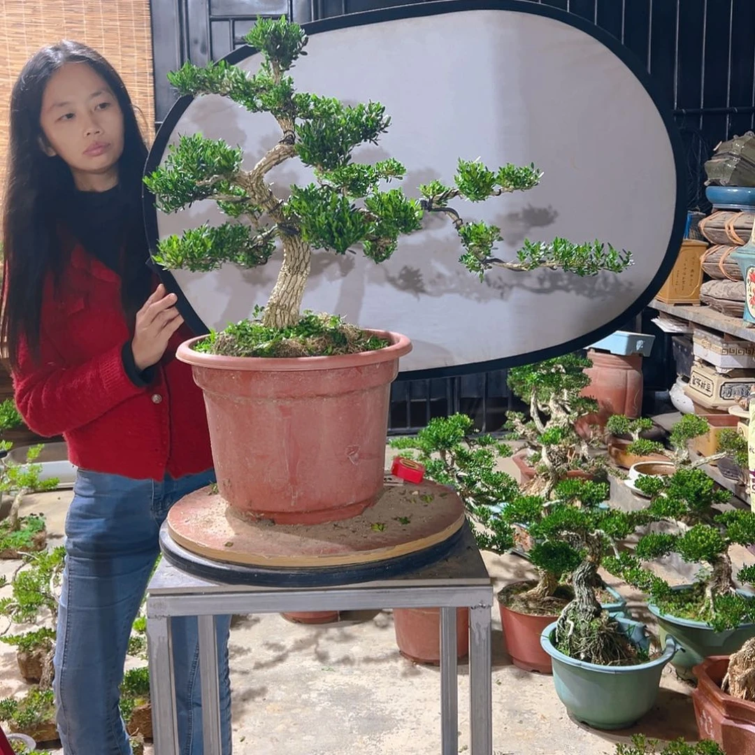 蔡***鑫无花朵广东雀舌皱皮黄杨盆景