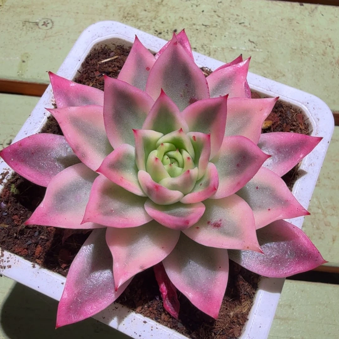 金蝉冬云锦，锦上园艺一物一拍