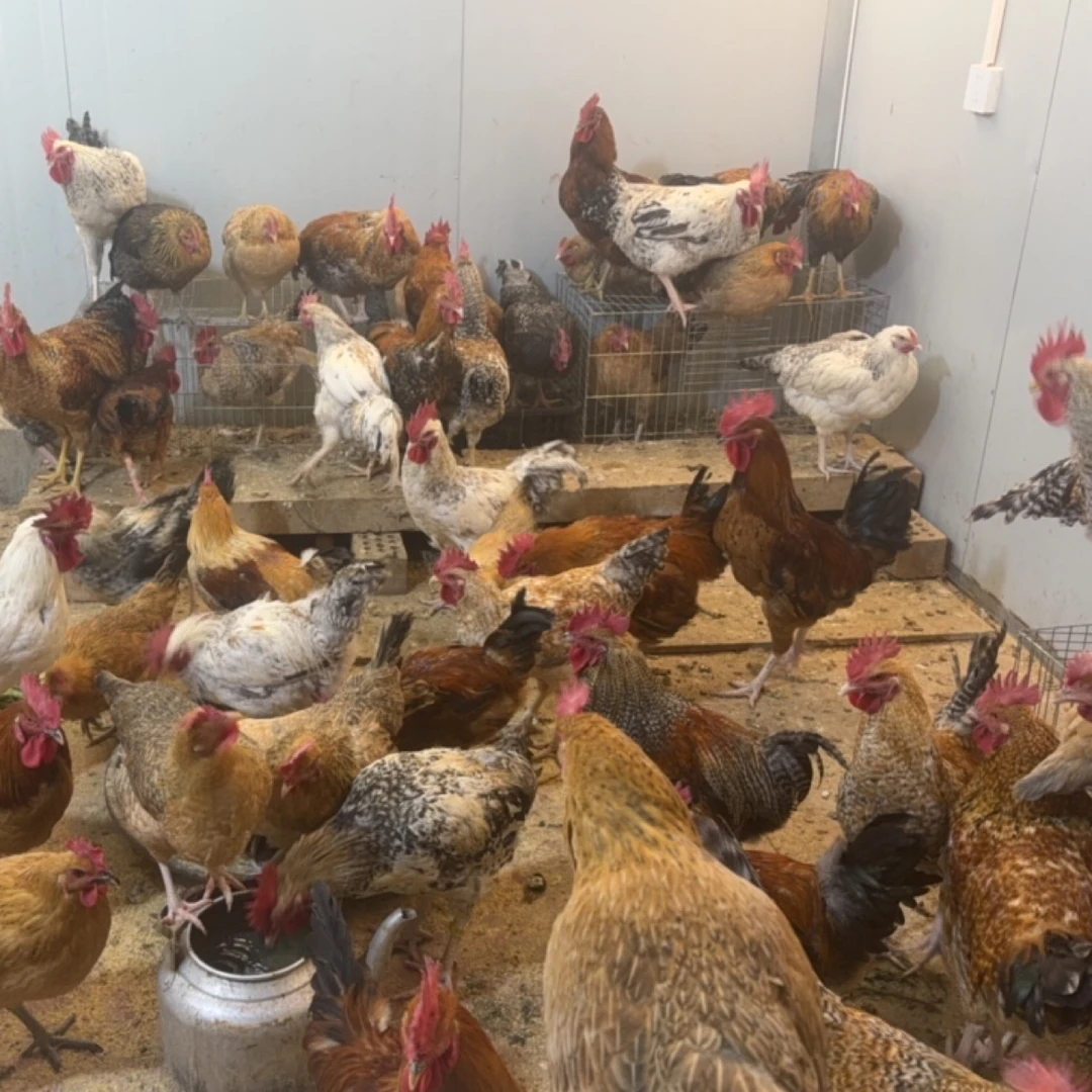 一只花柴宠物鸡随心选随意挑