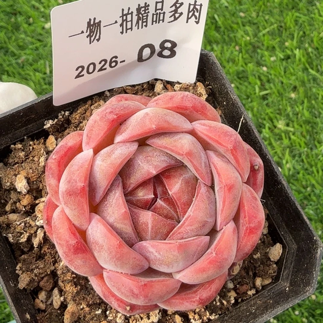 0101-08多肉一物一拍