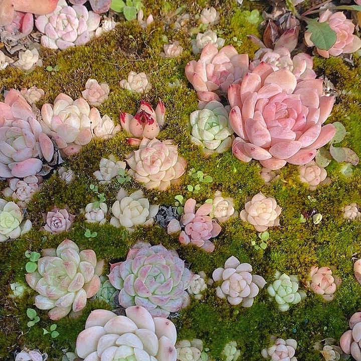 18 多肉植物盆栽花卉植物