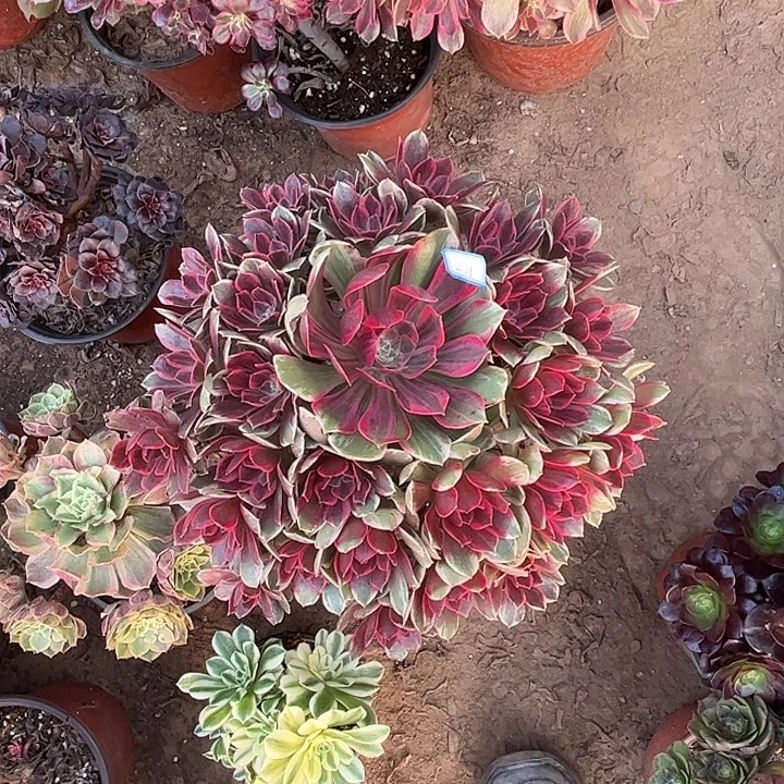 231多肉植物瑕疵特价，浣纱一颗，