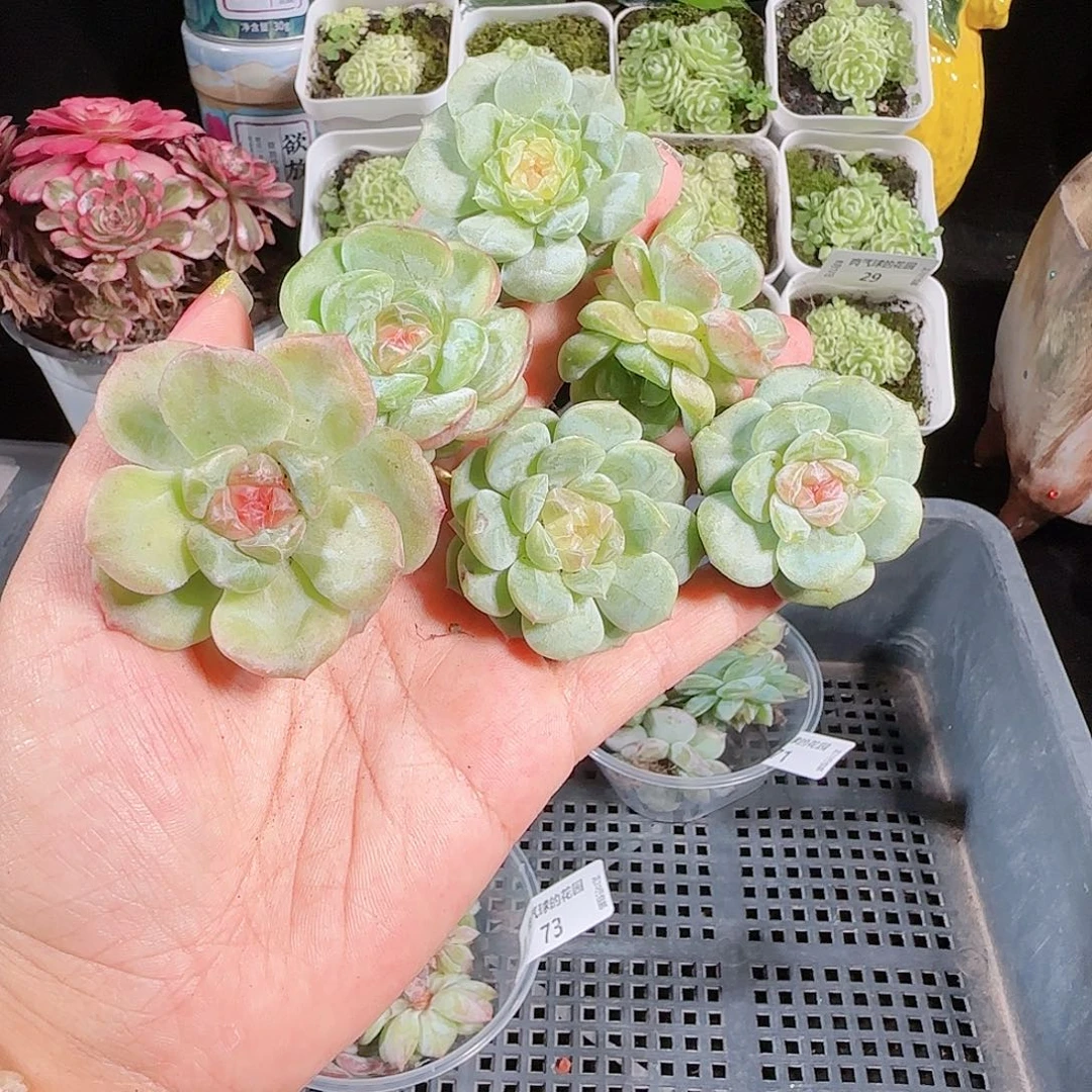 0812-,-74糖心珍妮