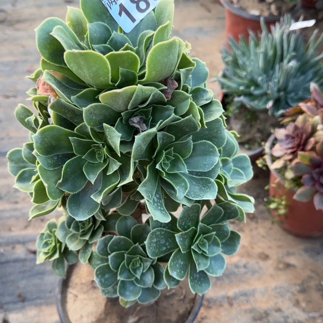 香腹189满20包邮断枝不包