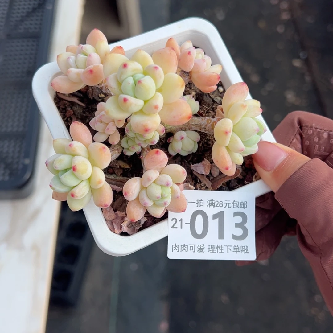樱花罗绮多肉多肉多肉多肉
