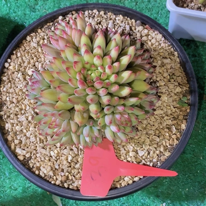 平***凡这个点睡起来都会