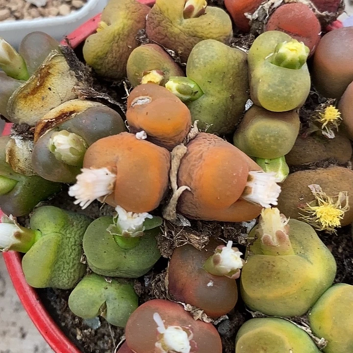 三头有伤母本桃子一颗