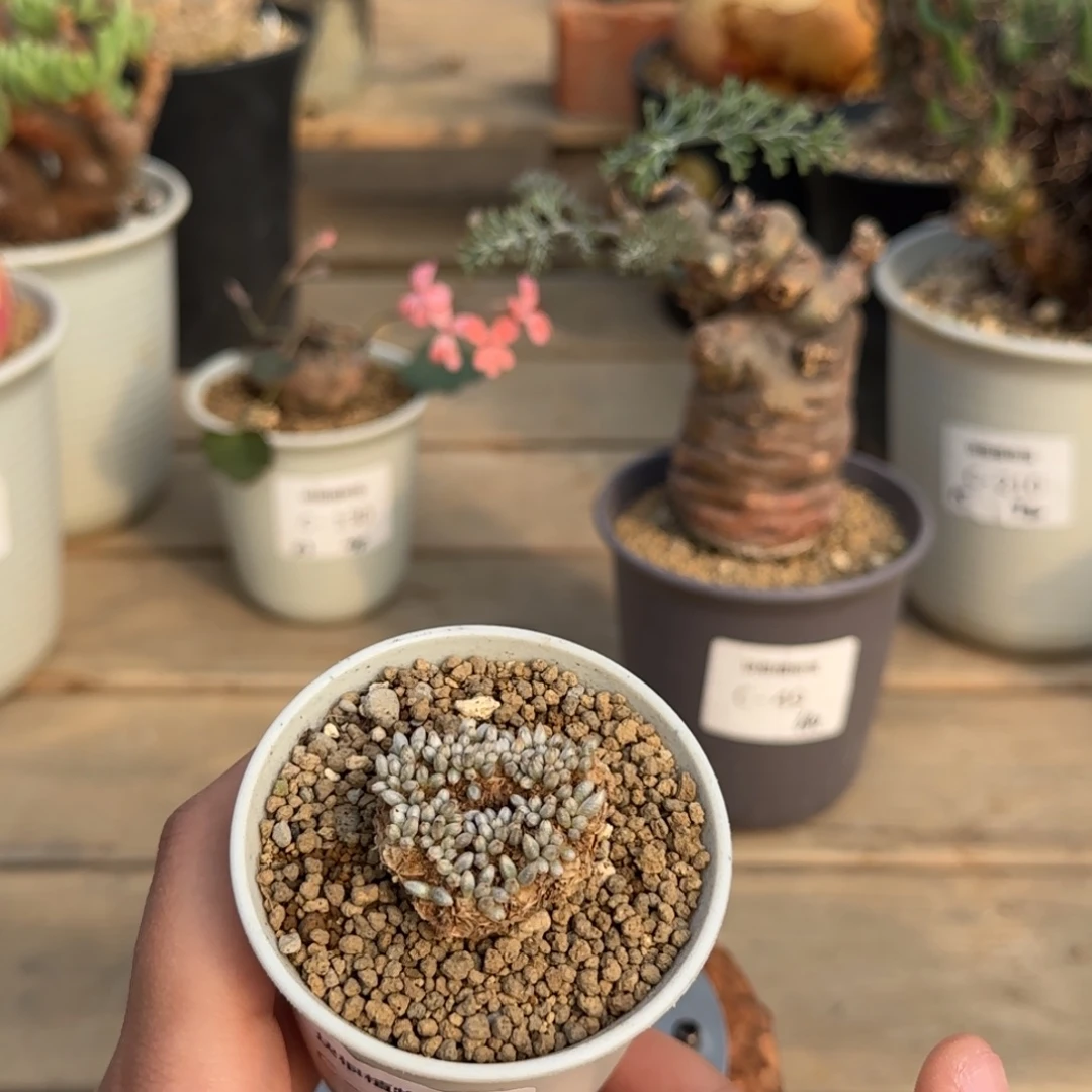 201韧锦不带盆发货