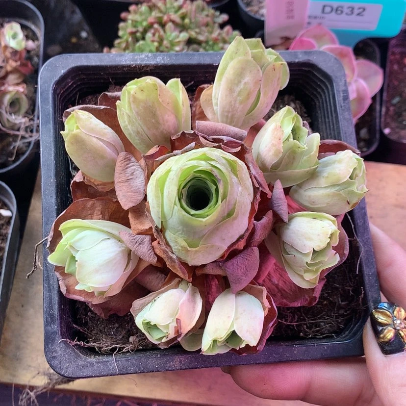 【闪购商品】清秋185
