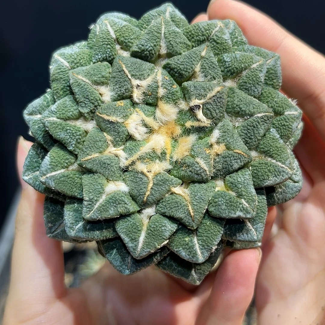 1号8.5cm萝卜根叠叶超大尤黑牡丹