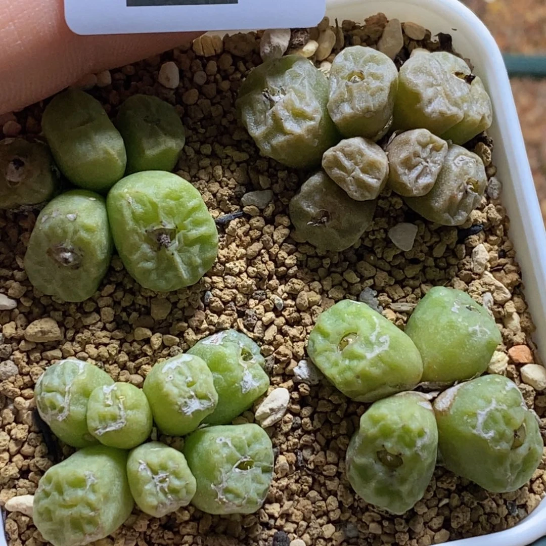 李**球下播福利一盆2-1251