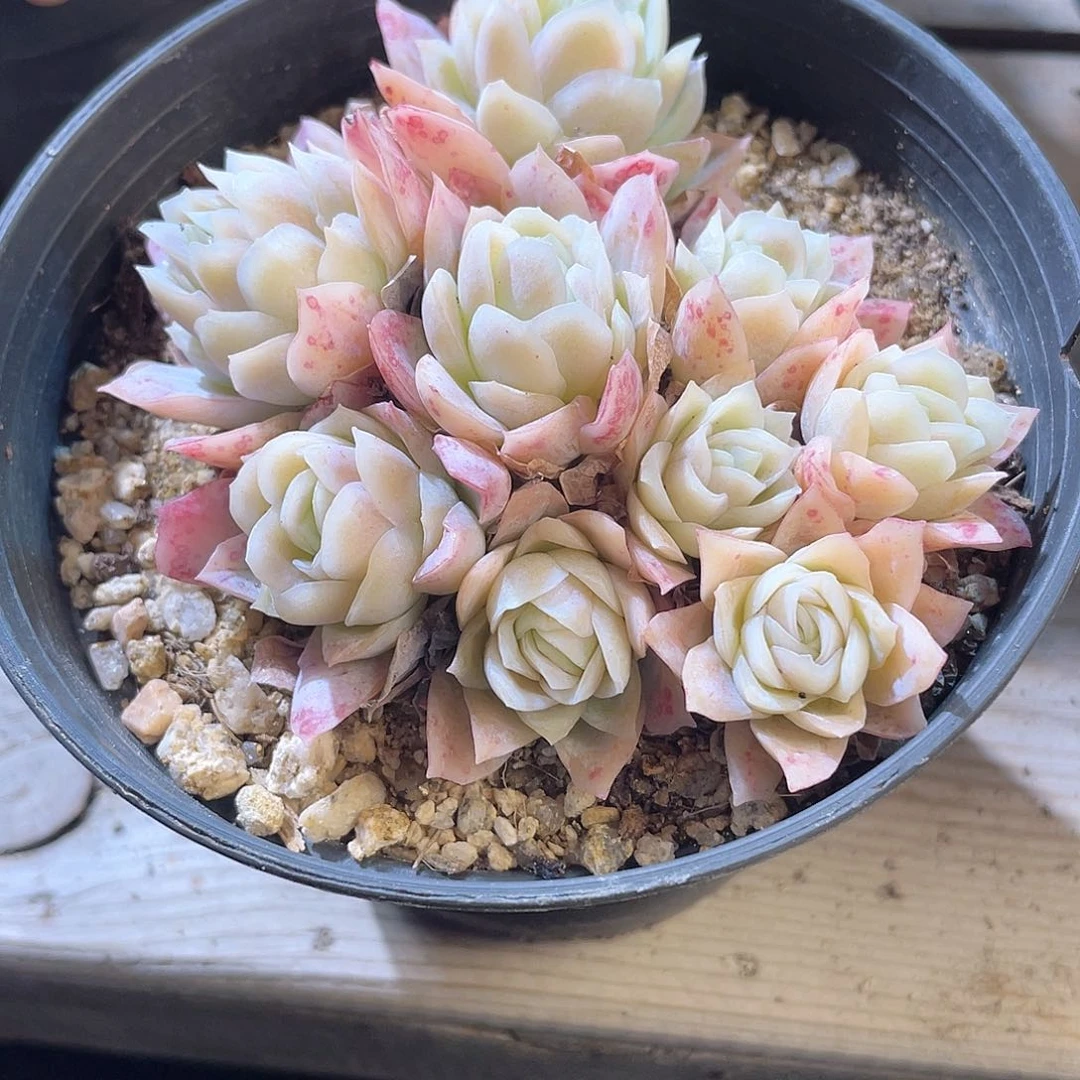 00727  冰山玫瑰锦 六月六