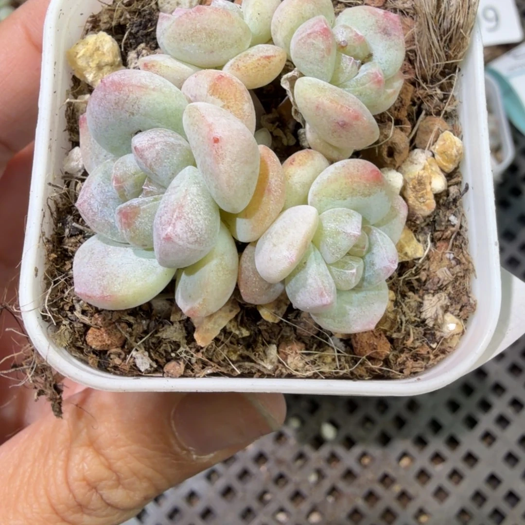 216 号到手1筐，江北多肉