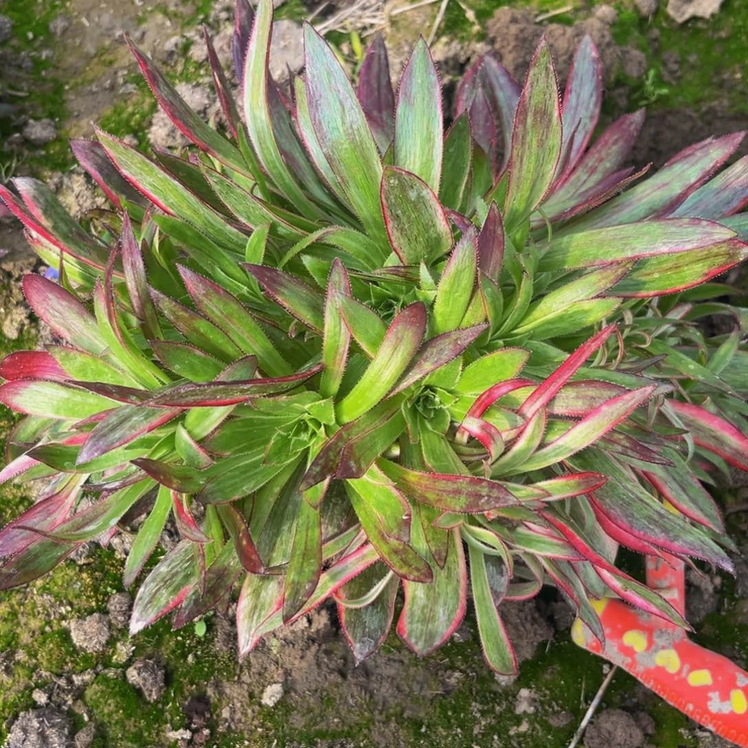 孔雀锦多肉植物捧花的