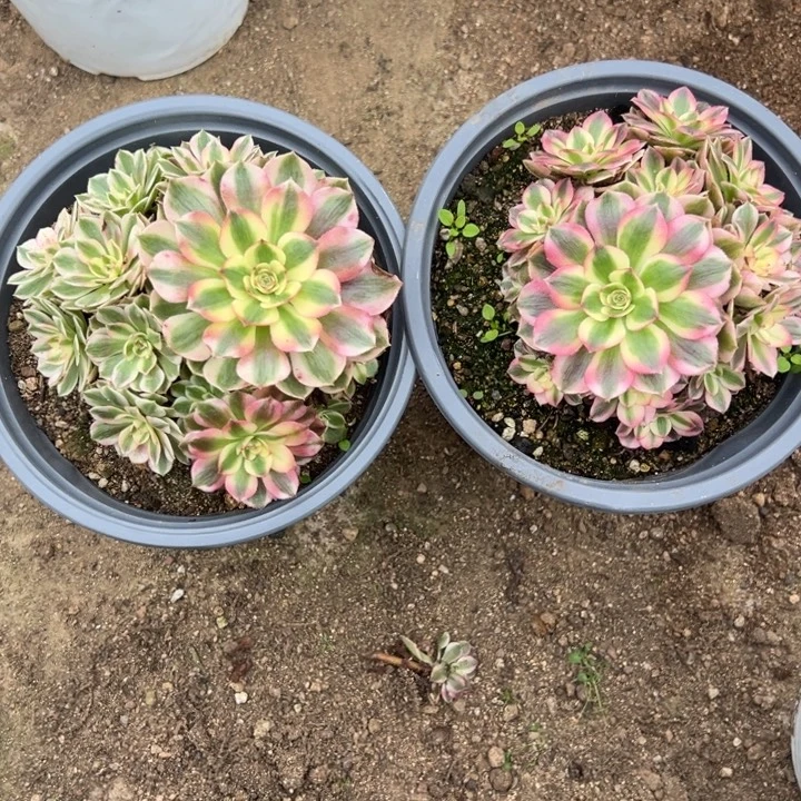 倾城两颗组多肉植物量