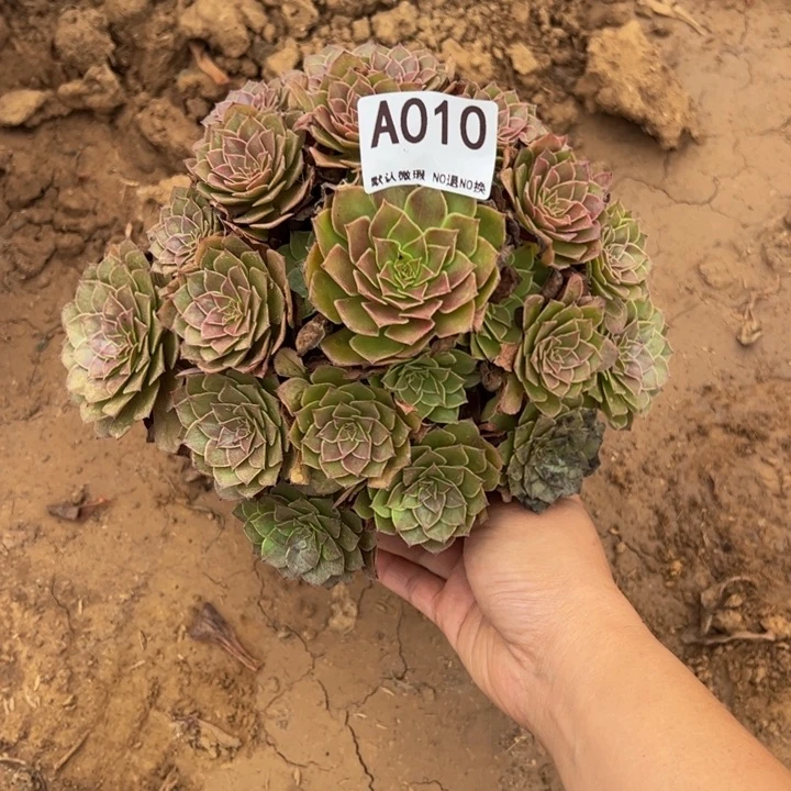 红魔多肉植物010.