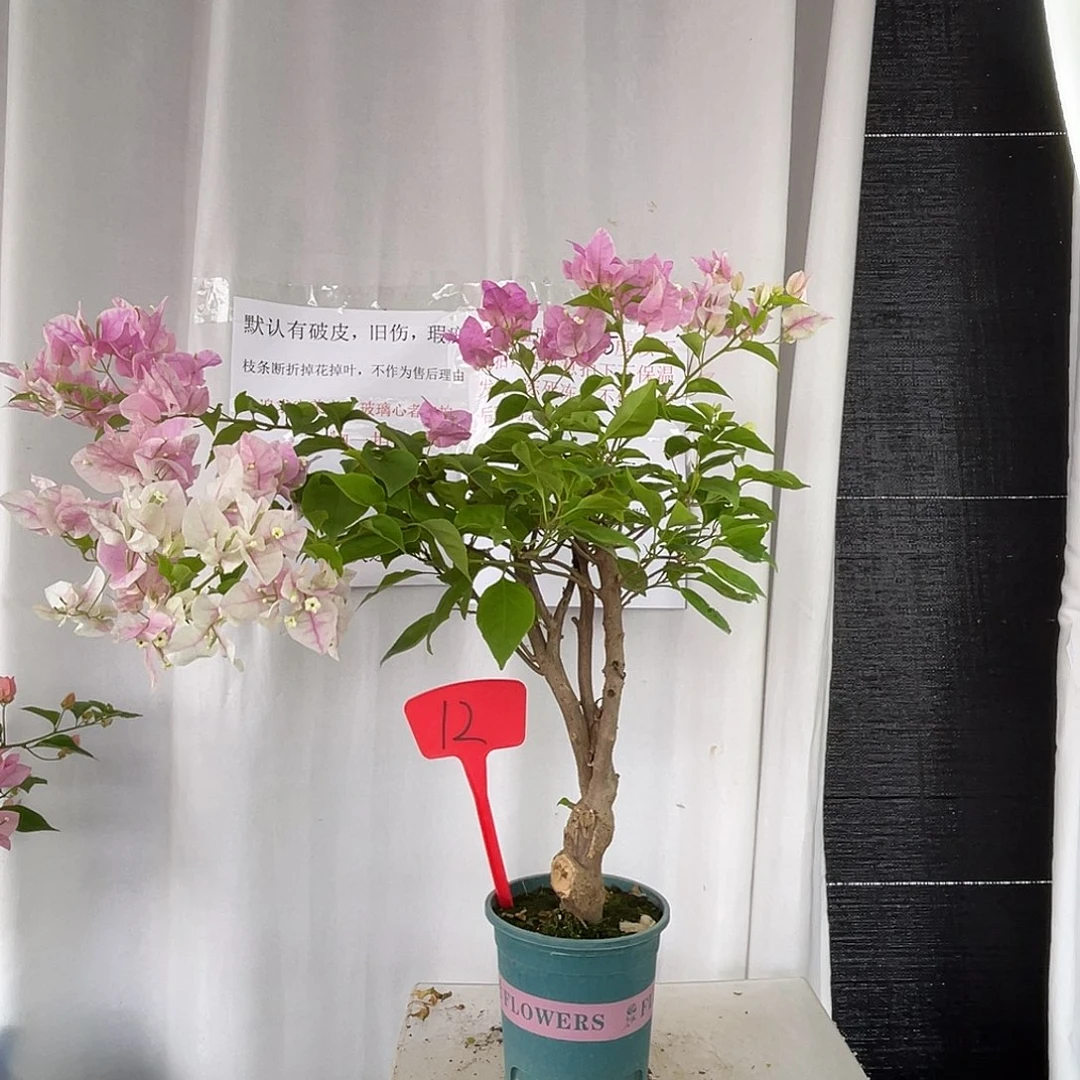 当前无花栽培后可以开花12广红樱桩