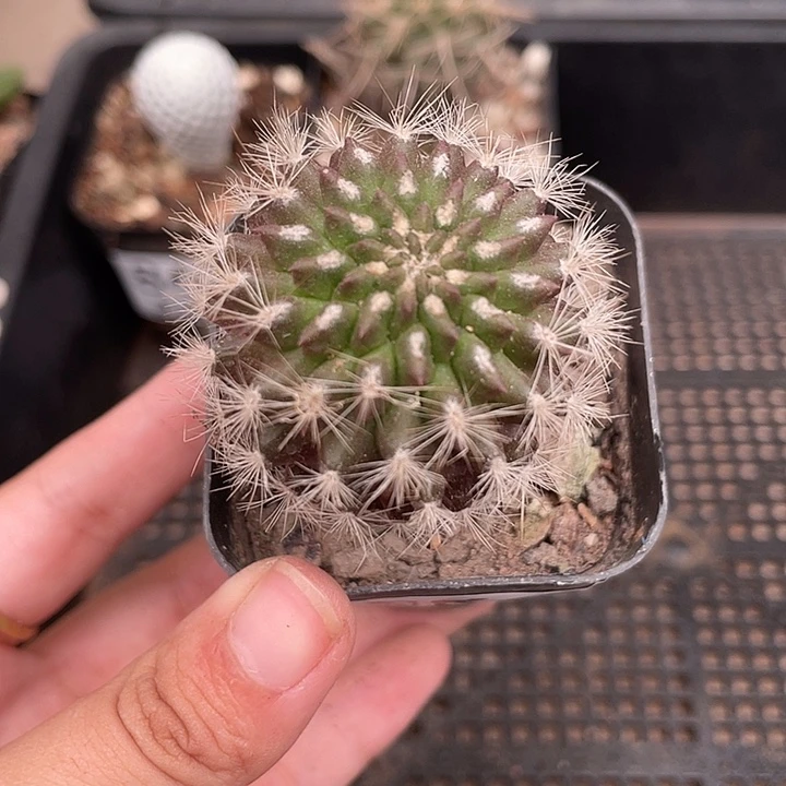 865小号混仑玉 仙人球