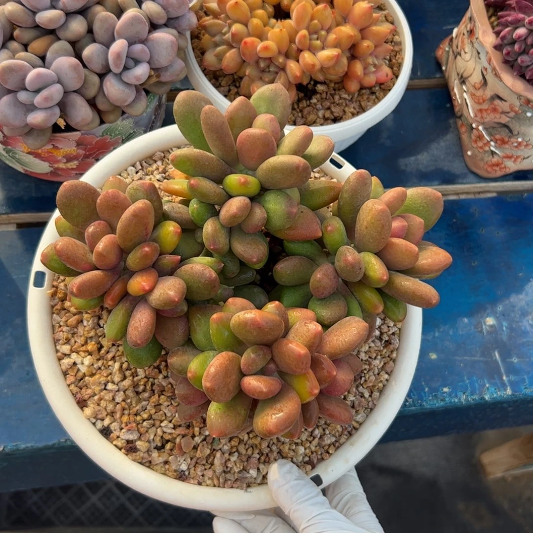 西***图芒果奶的多肉植物