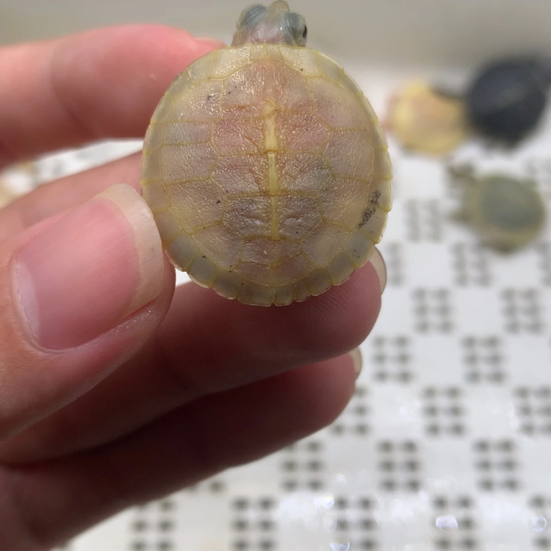 不分公母巴西彩龟