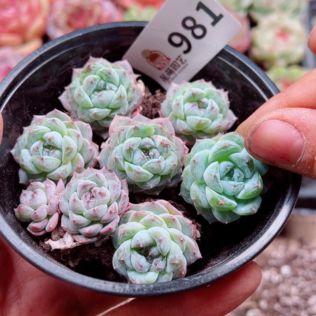 多肉植物多肉植物