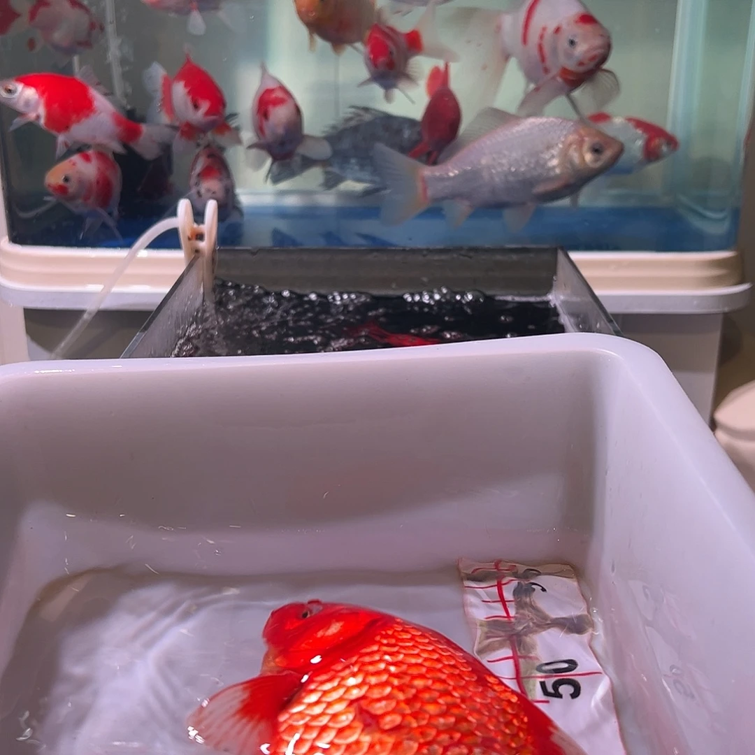 星***六海水鱼观赏鱼福利多多啊