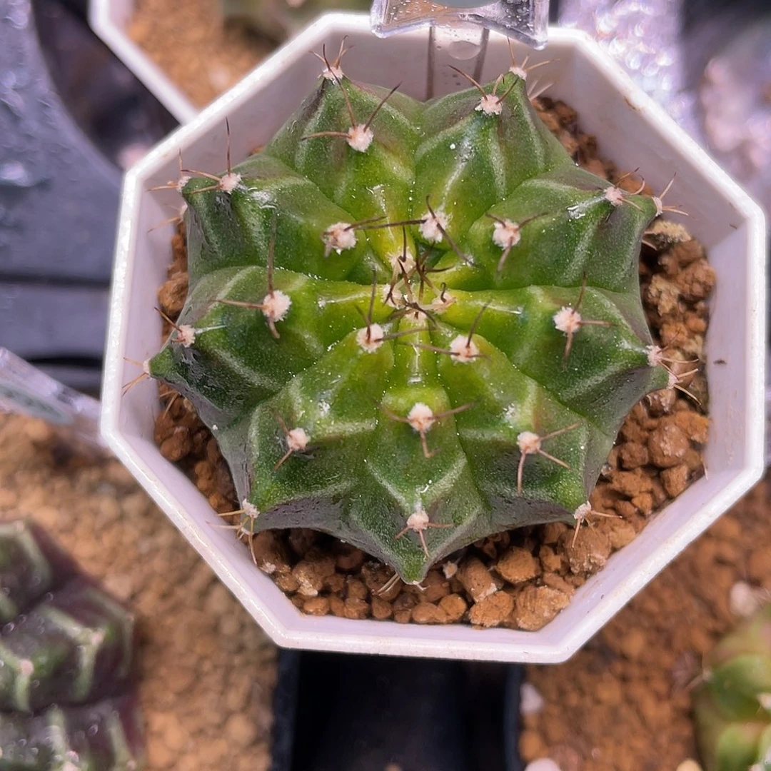 1-258轮回4.4厘米