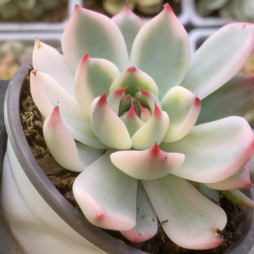 409锦锦锦锦锦锦锦