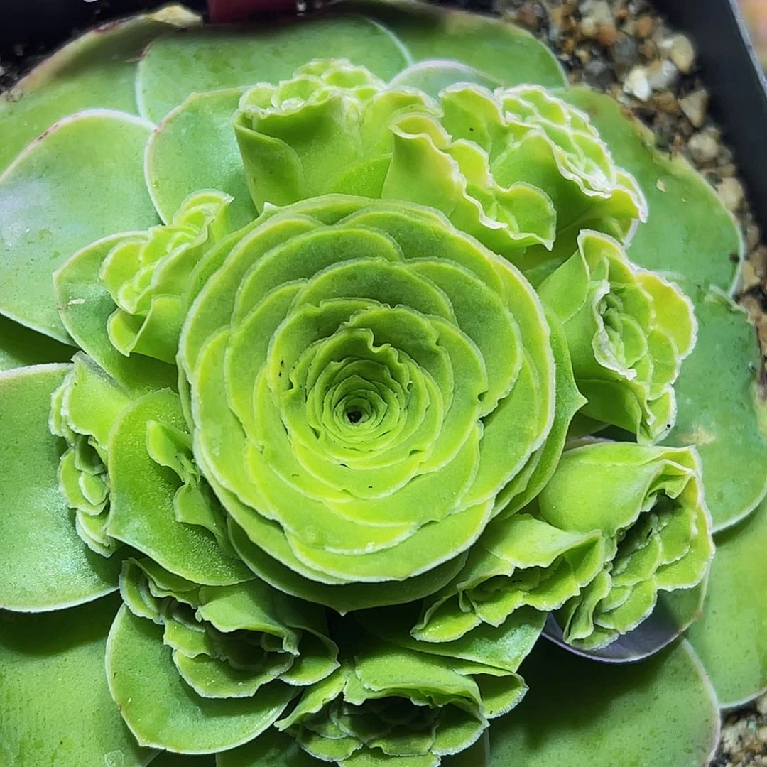 蕾丝朵丽娅 非偏远包邮 多肉