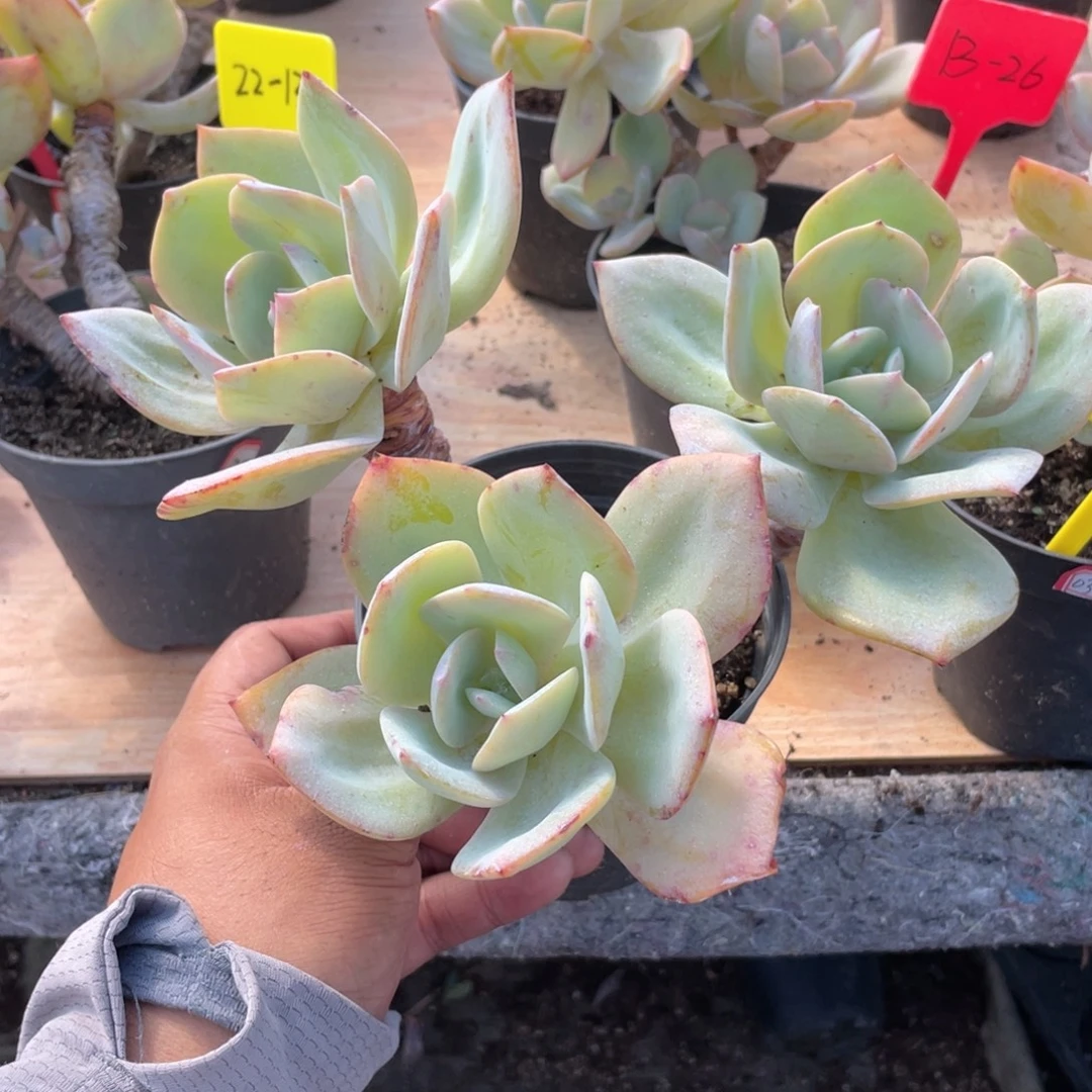0424  白凤 六月六