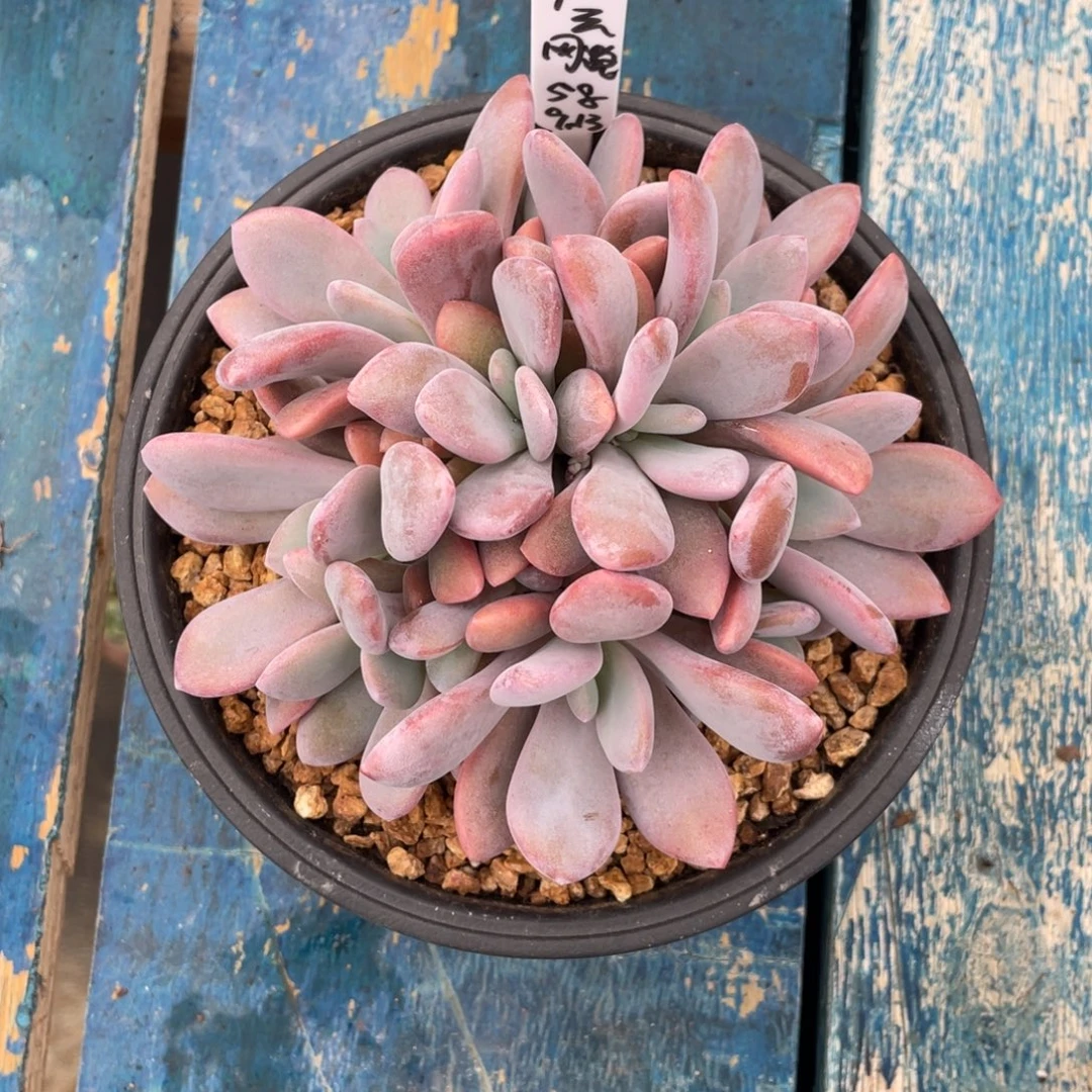 新***络寄养这个，一物一拍中通快递