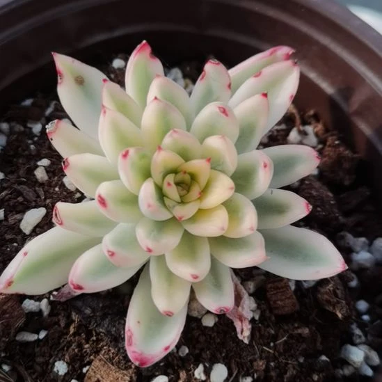 新骑兵白覆轮锦单头带根